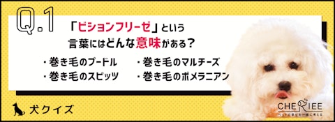 【犬種クイズ】真っ白でふわふわ！人気上昇中のビションフリーゼとはのアイキャッチ画像