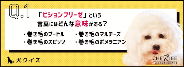 【犬種クイズ】真っ白でふわふわ！人気上昇中のビションフリーゼとはのアイキャッチ画像