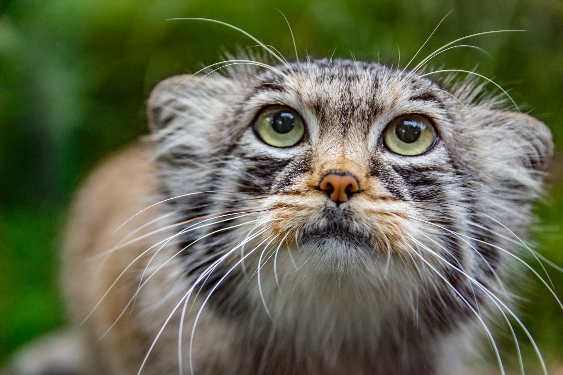 海外で大人気のペットの名前まとめ。犬・猫のおしゃれな名前集 