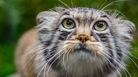 世界最古の猫「マヌルネコ」とは?イエネコとの違いを解説!のアイキャッチ画像