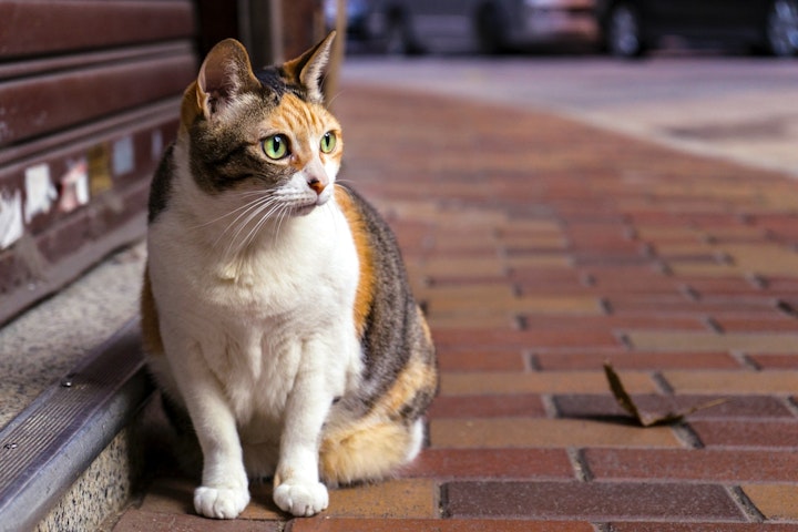 猫,ストレス,病気,脱毛,抜け毛,偏食,生活環境,感染症,寄生虫,グルーミング