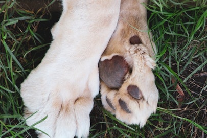 犬の肉球からポップコーンの匂い!?香ばしさの理由と注意点とはのアイキャッチ画像