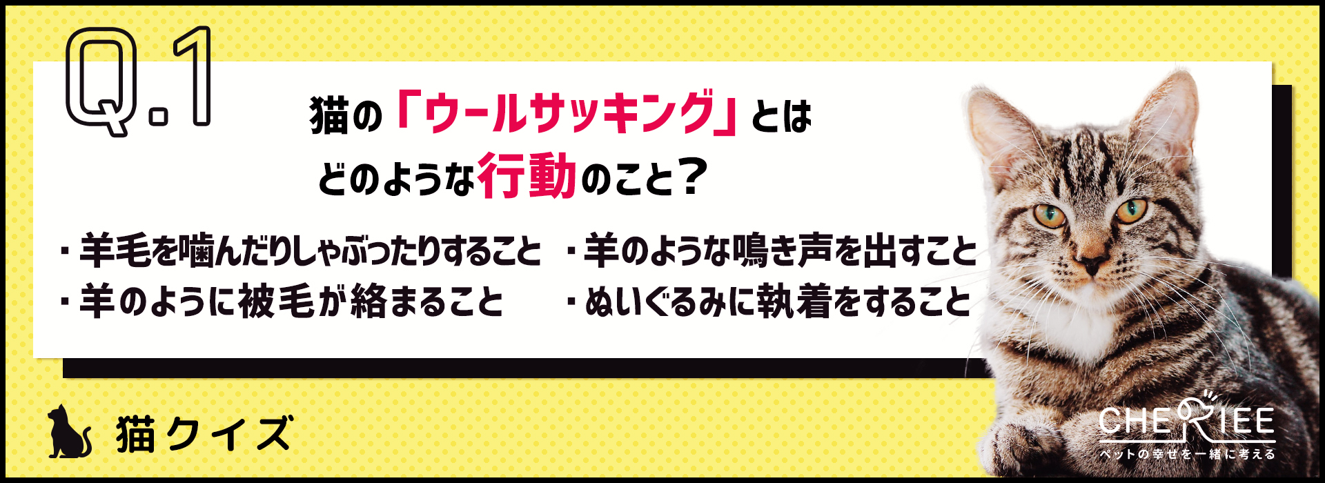 【猫クイズ】飼育環境に注意を！猫のウールサッキングって知ってる？