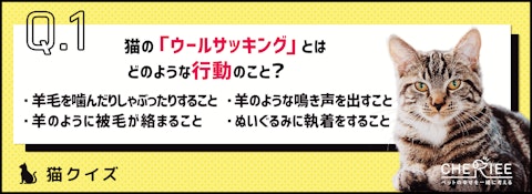 【猫クイズ】飼育環境に注意を！猫のウールサッキングって知ってる？のアイキャッチ画像