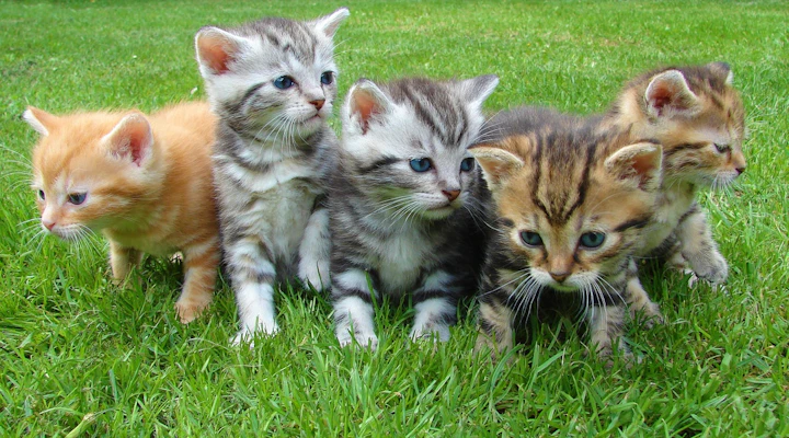 トラ柄の猫3種！キジトラ、サバトラ、茶トラの違いとは？ - CHERIEE あにまるマガジン