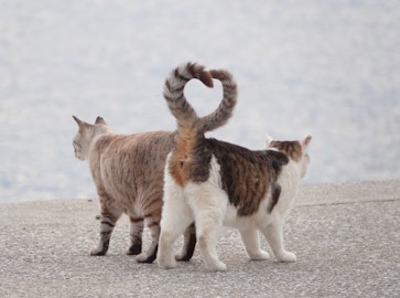 しっぽが折れてる?日本猫に多い「かぎしっぽ」の秘密としっぽの役割のアイキャッチ画像
