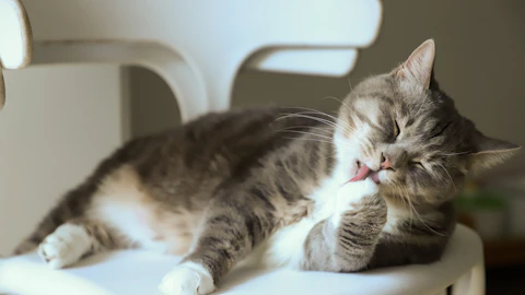 うちの猫、毛づくろいしないけど大丈夫?その理由と対策をご紹介のアイキャッチ画像