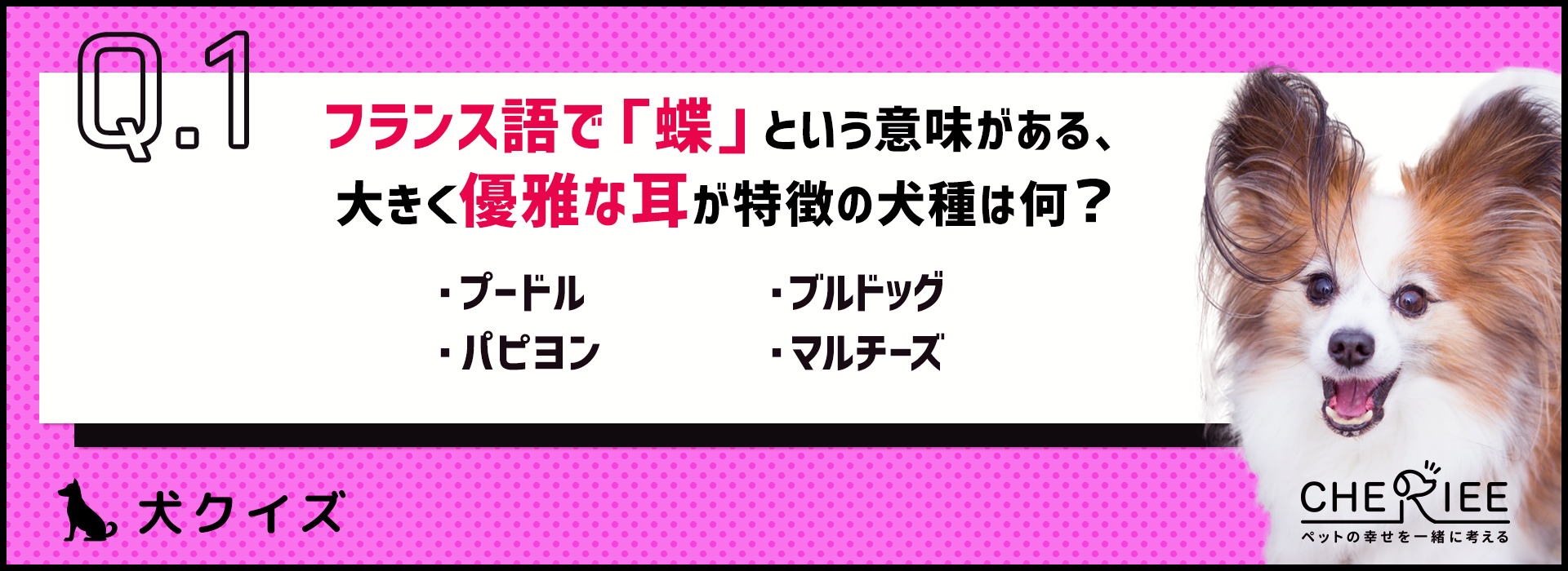 【犬種クイズ】犬の品種名の語源や意味って知ってる？