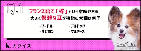 【犬種クイズ】犬の品種名の語源や意味って知ってる？のアイキャッチ画像