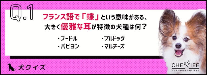 【犬種クイズ】犬の品種名の語源や意味って知ってる？のアイキャッチ画像