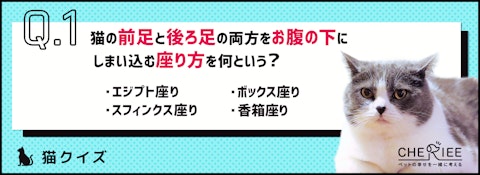 【猫クイズ】何と呼ぶか知ってる?猫のかわいらしい座り方と寝方のアイキャッチ画像