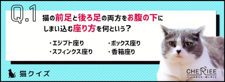 【猫クイズ】何と呼ぶか知ってる？猫のかわいらしい座り方と寝方のアイキャッチ画像