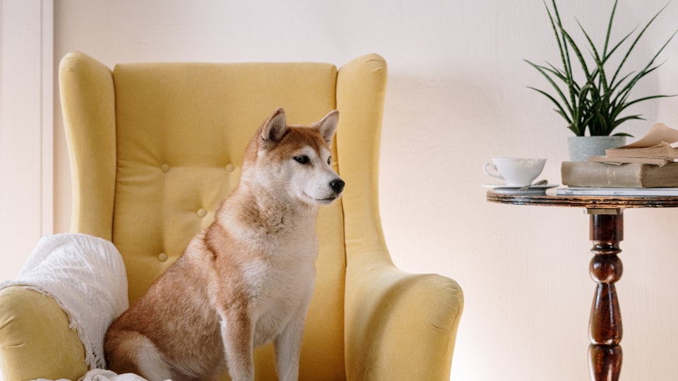 柴犬を飼うなら知っておきたい!柴犬の好発疾患と最適な飼育環境