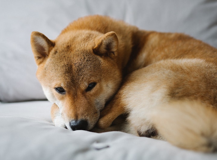 柴犬,飼い方,病気,好発疾患,生活環境