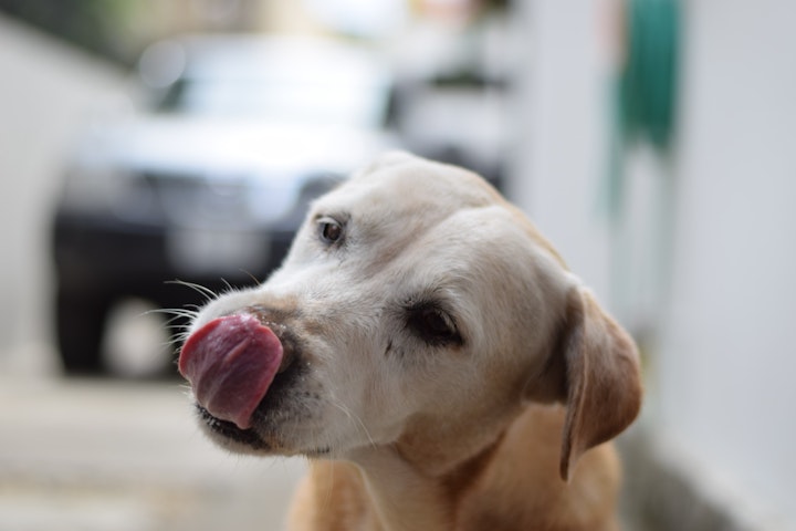 犬,鼻,乾燥,濡れている,理由,匂い,嗅覚,体温調節,鼻水,病気,原因,老化