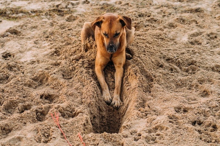 犬,穴掘り,理由と対策