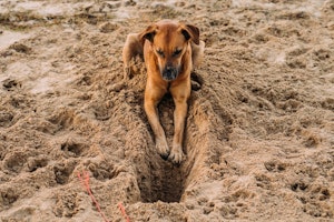 犬,穴掘り,理由と対策