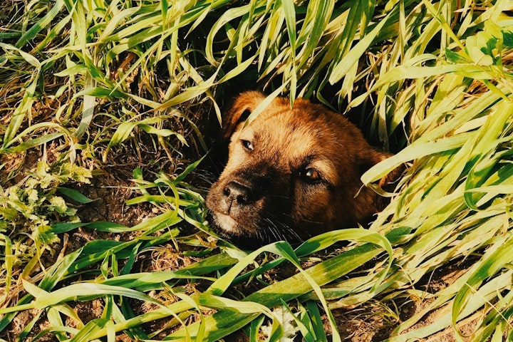 犬,穴掘り,理由と対策