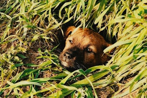 犬,穴掘り,理由と対策