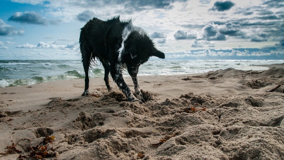 犬が夢中で穴掘りをする4つの理由。困った時の対策もご紹介!