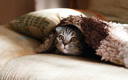 怖がりな猫にはどう接する?リラックスさせるためにできることのアイキャッチ画像