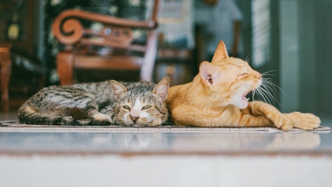 猫の多頭飼いの注意点とは?仲良く暮らすためのコツを解説のアイキャッチ画像