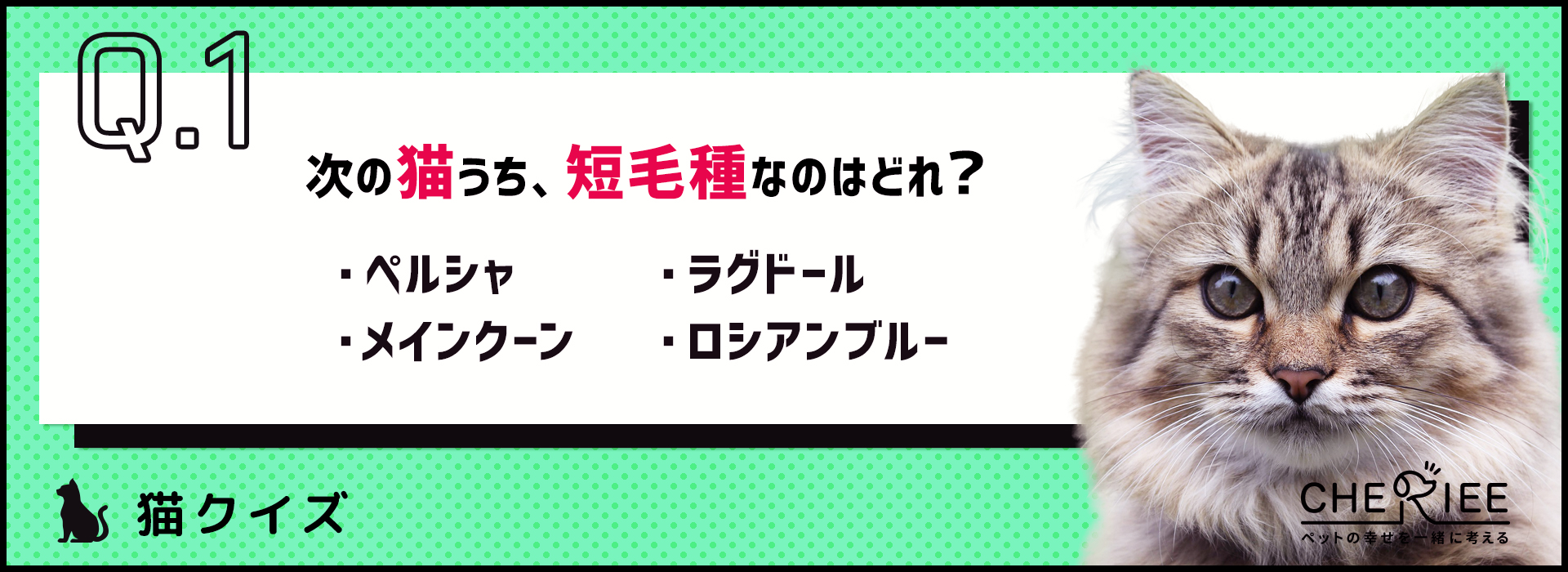 【クイズ】猫の被毛の特徴とは？知っておきたい基礎知識