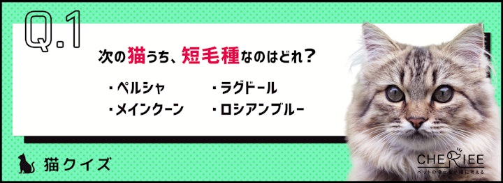 【クイズ】猫の被毛の特徴とは？知っておきたい基礎知識のアイキャッチ画像