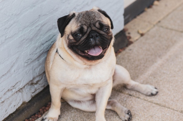 パグ,好発疾患,飼い方,犬種,病気