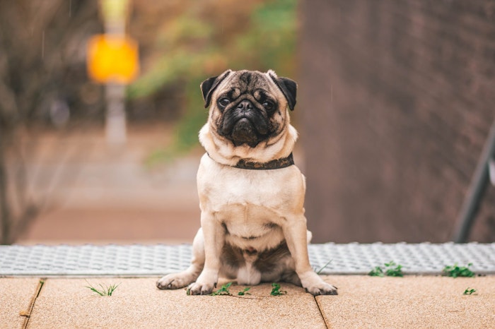 パグ,好発疾患,飼い方,犬種,病気