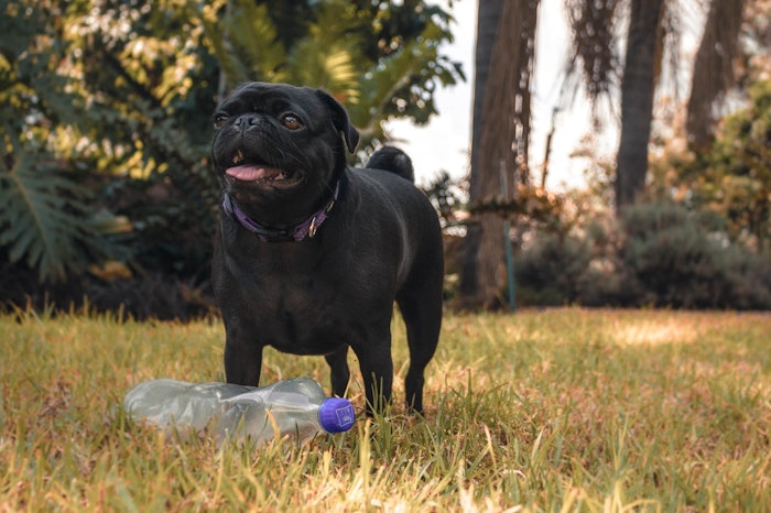 パグ,好発疾患,飼い方,犬種,病気