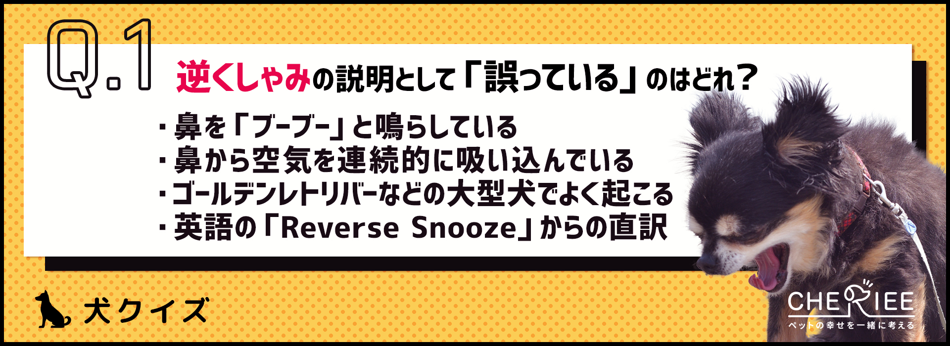 【クイズ】犬を飼うなら知っておきたい逆くしゃみとは？