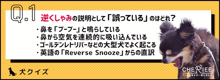 【クイズ】犬を飼うなら知っておきたい逆くしゃみとは？のアイキャッチ画像