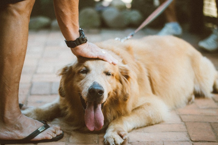 犬,糞尿,糞害,対策,法律,条例