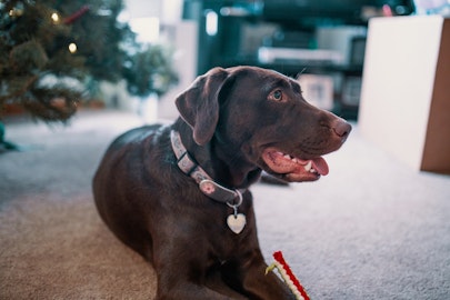 愛犬の呼吸が速いけど大丈夫?正常な呼吸数と考えられる病気を解説のアイキャッチ画像