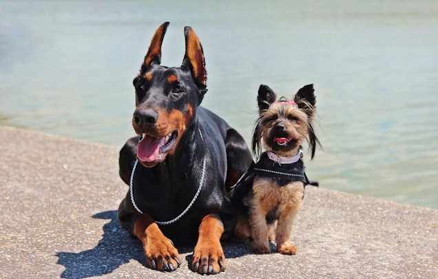 気をつけたい病気も！長頭犬種と短頭犬種、飼うならどっち？のアイキャッチ画像