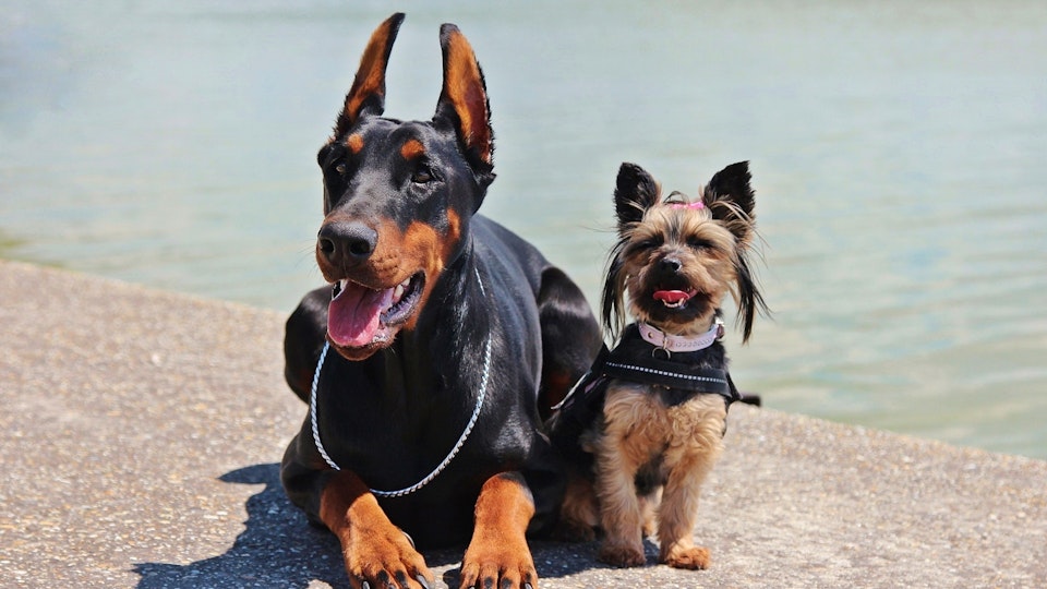 気をつけたい病気も!長頭犬種と短頭犬種、飼うならどっち?