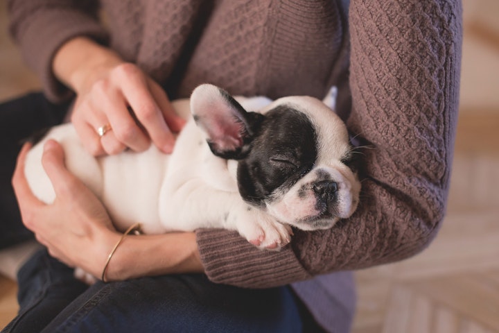 犬,犬種,長頭犬種,短頭犬種,特徴,違い,病気,体温調節,熱中症