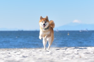 Instagram,アメリカ,ペットトレンド,動物図鑑,柴犬,犬種