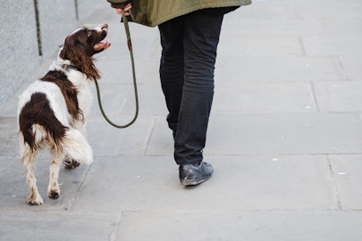 犬の衰えは後ろ足から！簡単にできる後ろ足トレーニングをご紹介のアイキャッチ画像