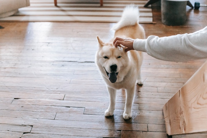 犬,後ろ足,トレーニング,老犬