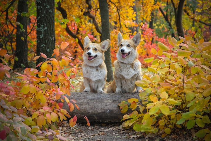 犬,犬図鑑,ウェルシュ・コーギー,カーディガン,ペンブローク,歴史,特徴,犬種,断尾,お手入れ,好発疾患,性格