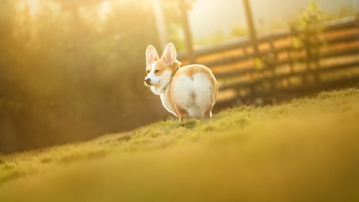 犬,犬図鑑,ウェルシュ・コーギー,カーディガン,ペンブローク,歴史,特徴,犬種,断尾,お手入れ,好発疾患,性格