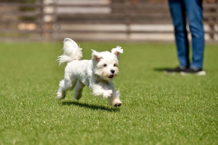 マルチーズ,犬種,歴史,特徴,性格,好発疾患,獣医師監修