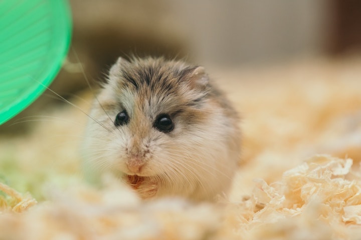 ひまわりの種,ハムスター,適量,肥満,与え方