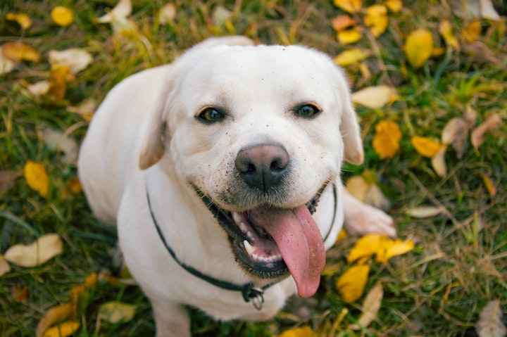 犬,犬種,ラブラドールレトリーバー,歴史,特徴,性格,好発疾患,獣医師監修