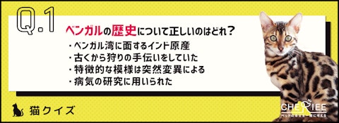 【猫種クイズ】野生的な模様も魅力!ベンガルの歴史や性格とは?のアイキャッチ画像