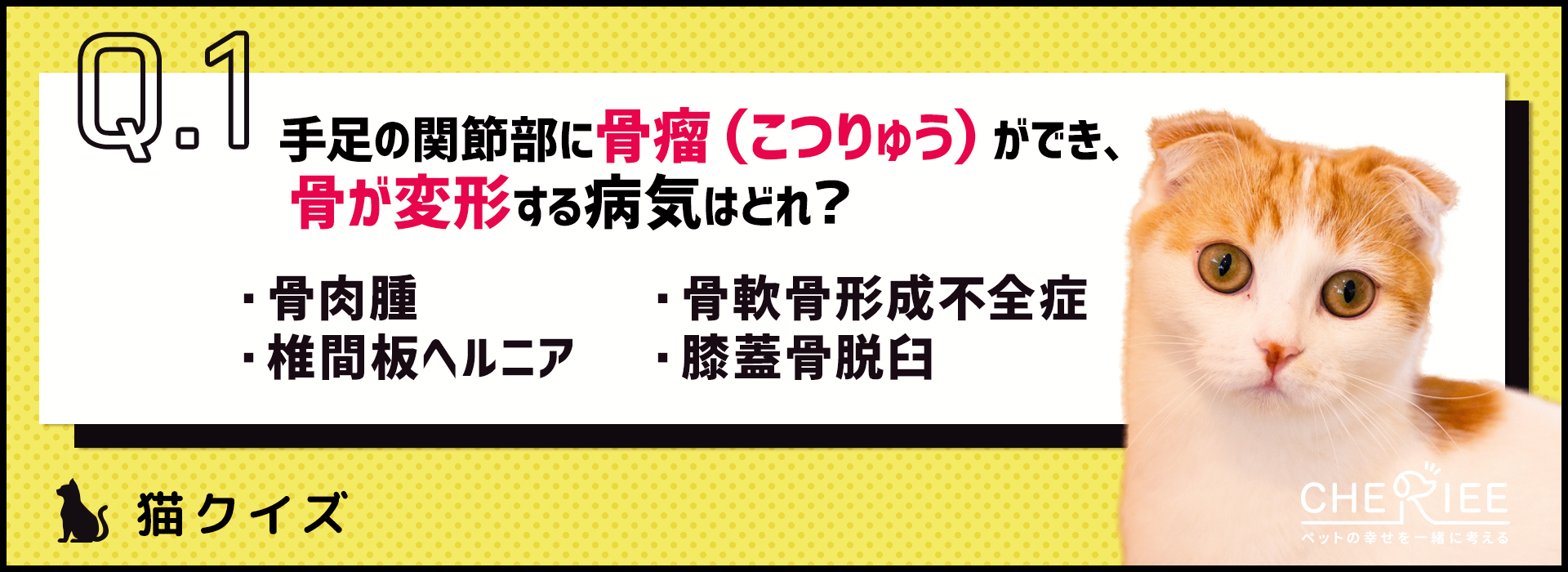 【クイズ】純血種の猫がかかりやすい病気を知ろう！