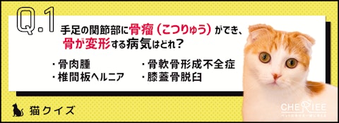 【クイズ】純血種の猫がかかりやすい病気を知ろう！のアイキャッチ画像