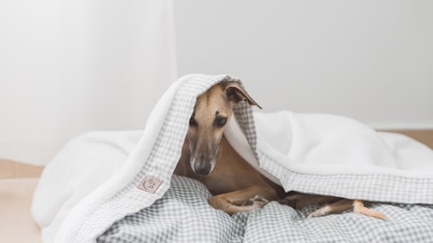 犬が自分で排泄できなくなったらどうする?排泄介助の方法を解説!のアイキャッチ画像